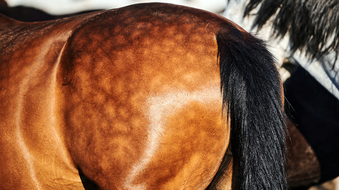 Conquering Coat Chaos: Grooming Your Horse for Spring