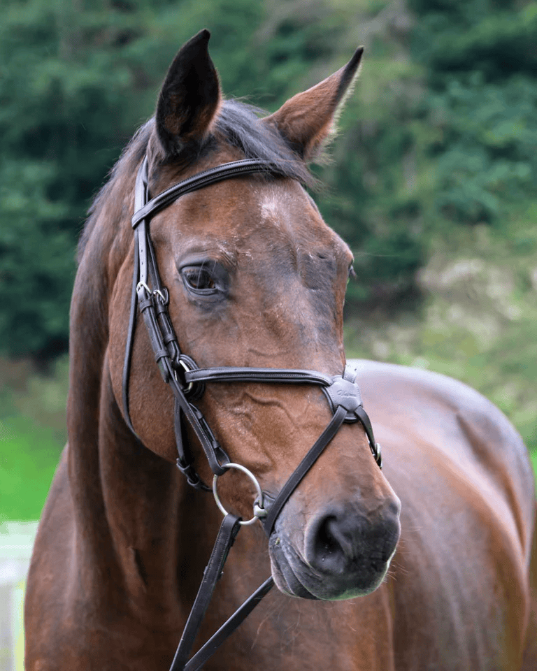 Vespucci Figure 8 Bridle