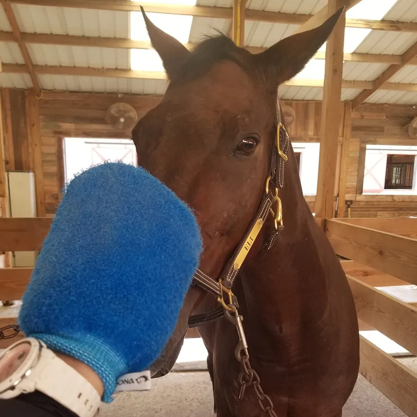 Epona Grooming Mitt