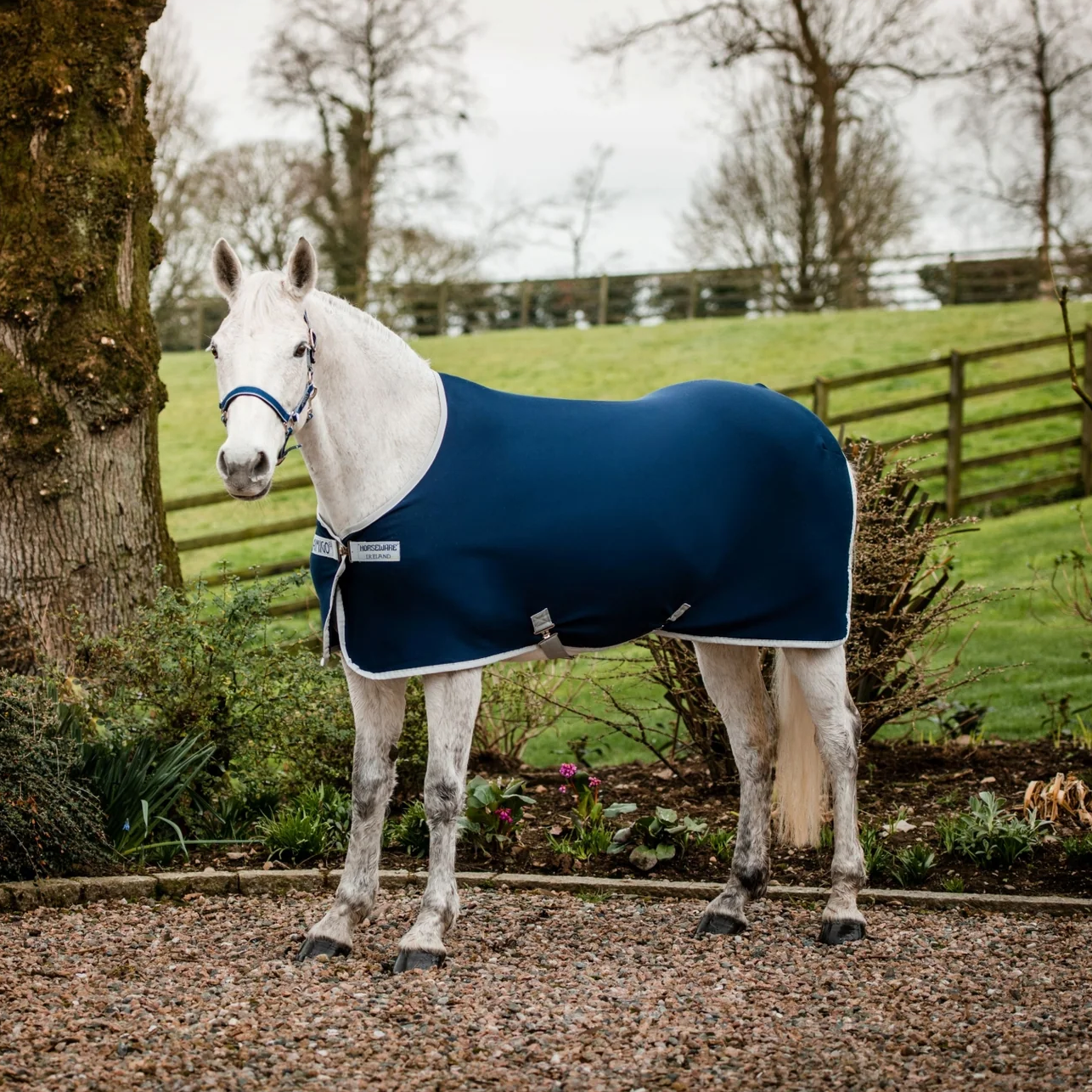 White horse wearing a blue rug standing on a gravel path with a grassy field and trees in the background.