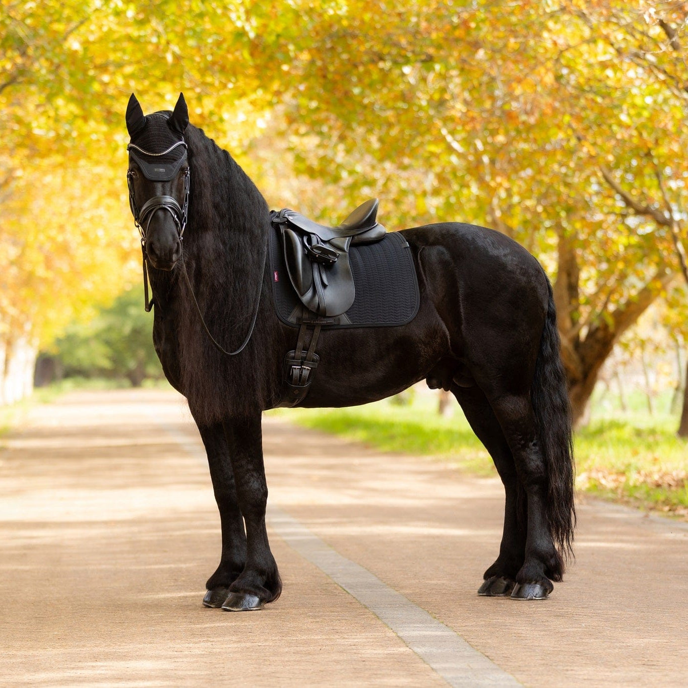 LeMieux Essence Dressage Square Pad