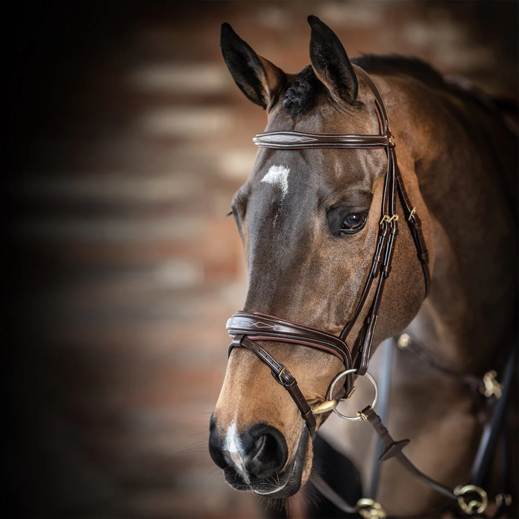 Close-up of a brown horse wearing a bridle with a blurred background