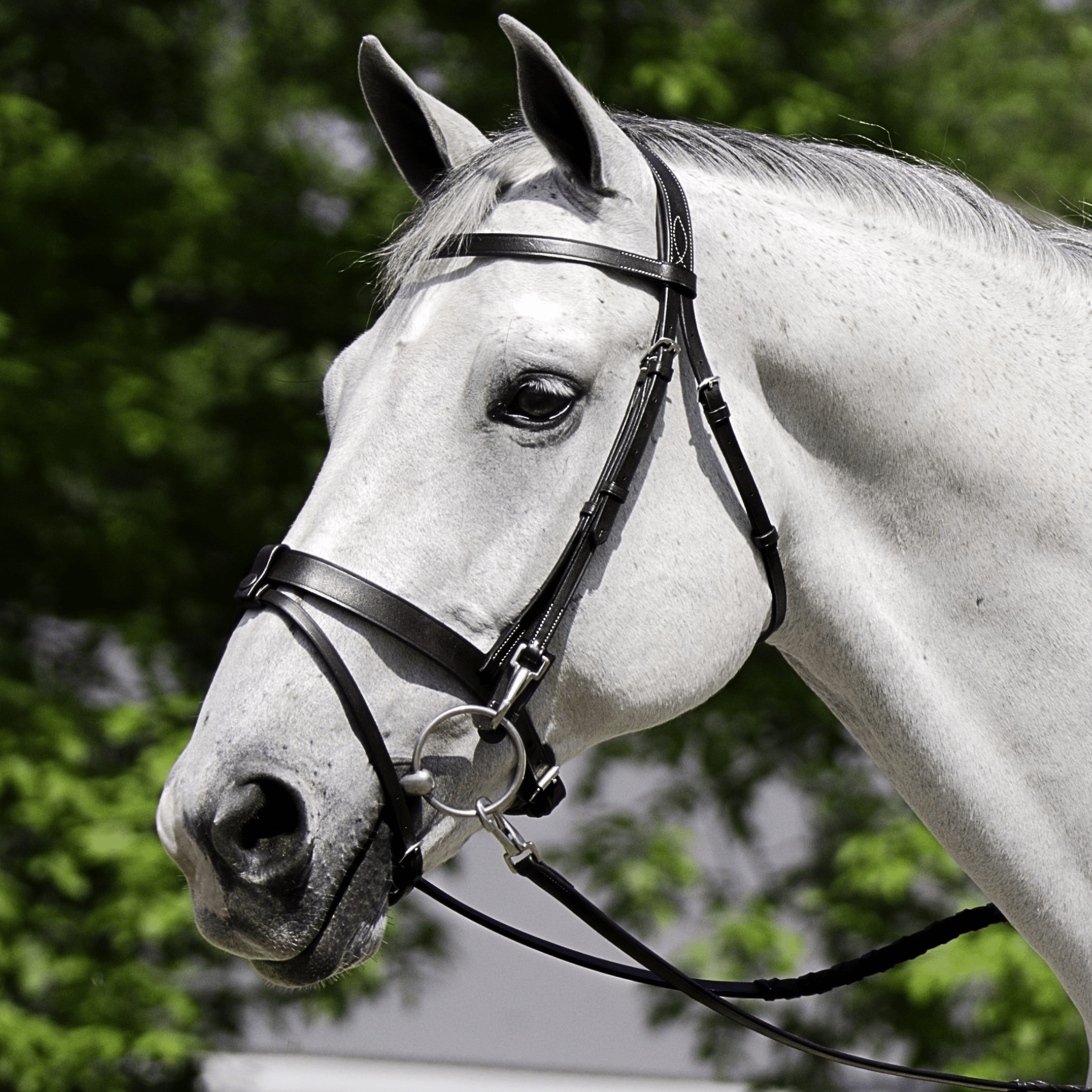 Black Oak Maple Training Bridle