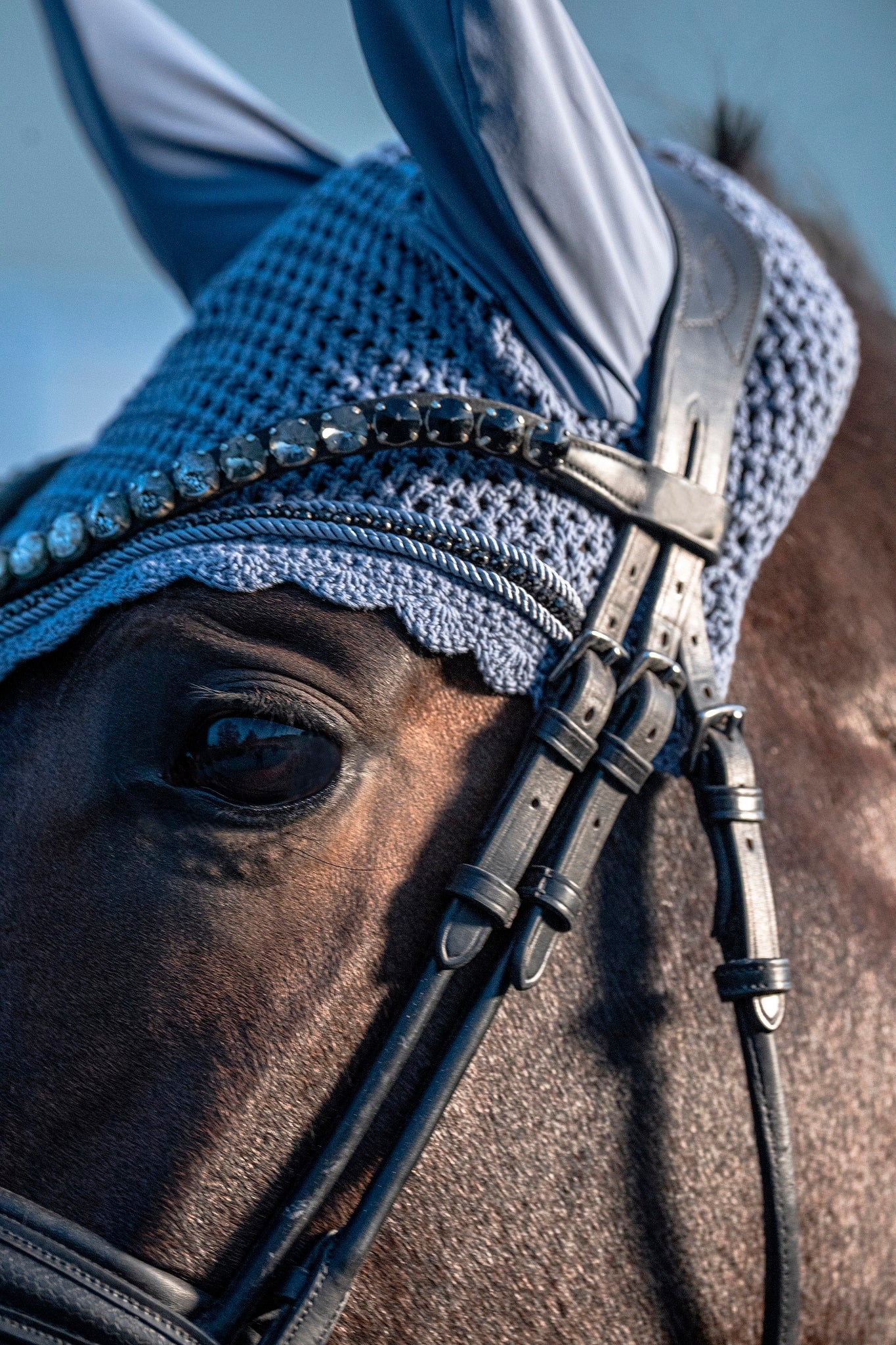 Close-up of a horse's face wearing a blue bridle with a textured cover.