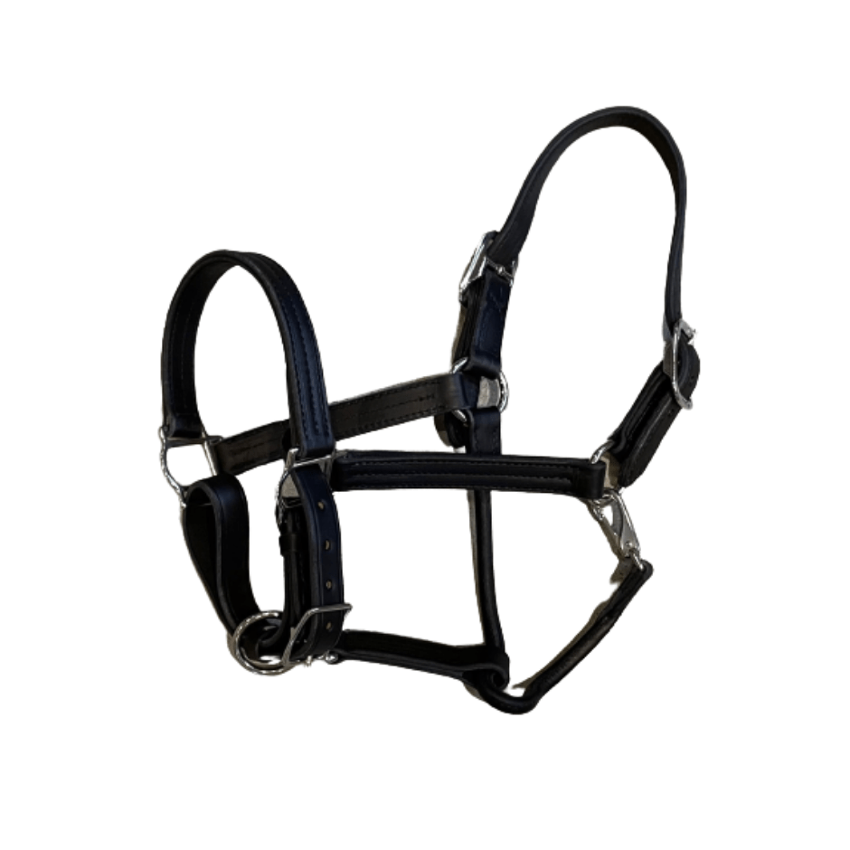 Leather Halter with Metallic Color Padding Perri's Leather - Halters, Halters Leads