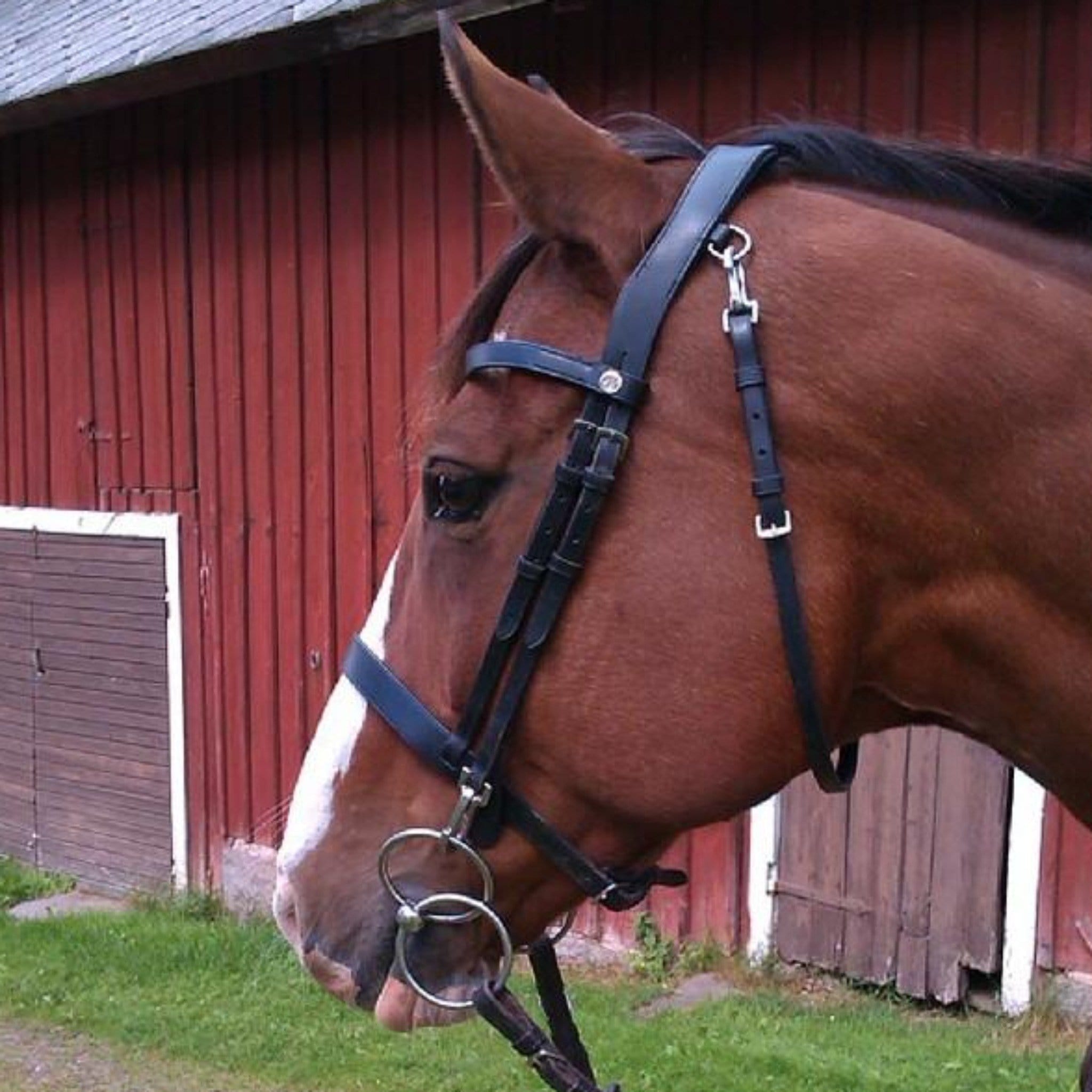 SCOURIER BIT ATTATCHED TO BRIDLE ON HORSE