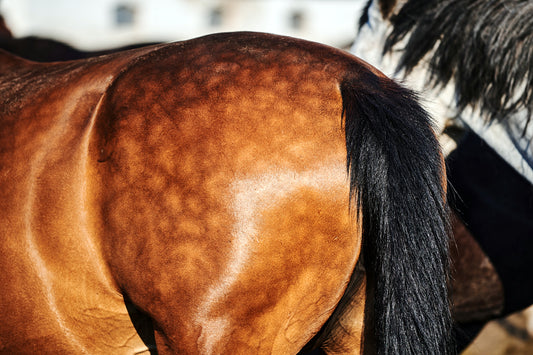 Conquering Coat Chaos: Grooming Your Horse for Spring