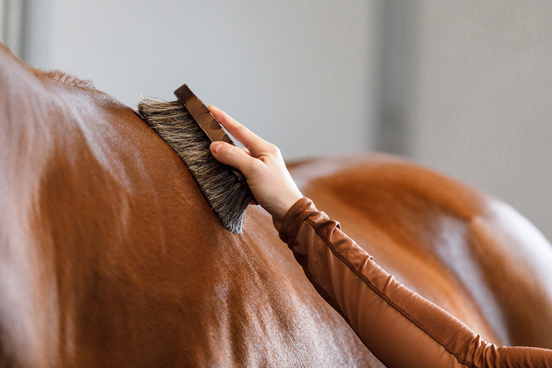 Horse Grooming Basics