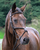 Vespucci Figure 8 Bridle
