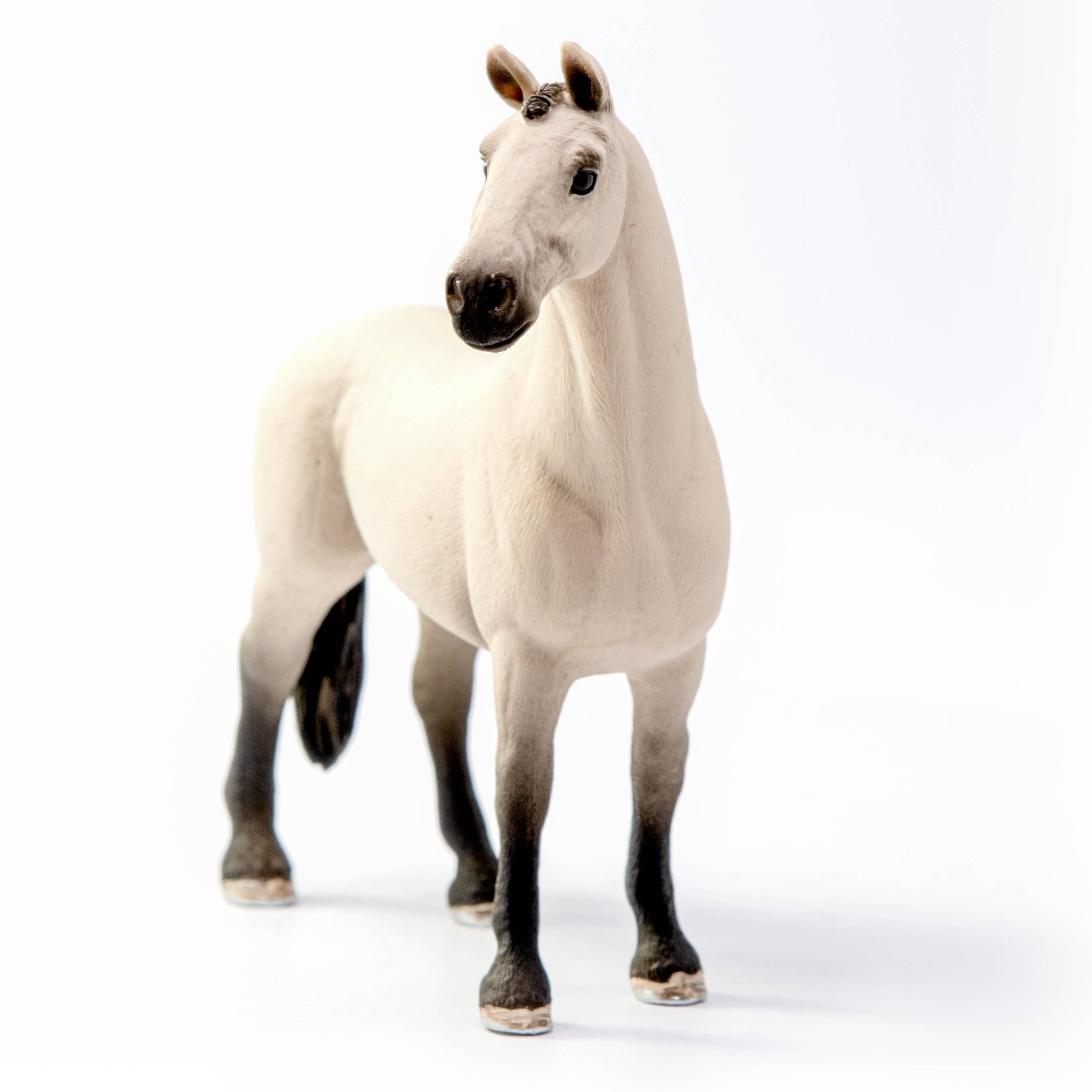 Red Dun Hannoverian Gelding 