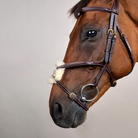 Dy'on Figure 8 Noseband Bridle DY