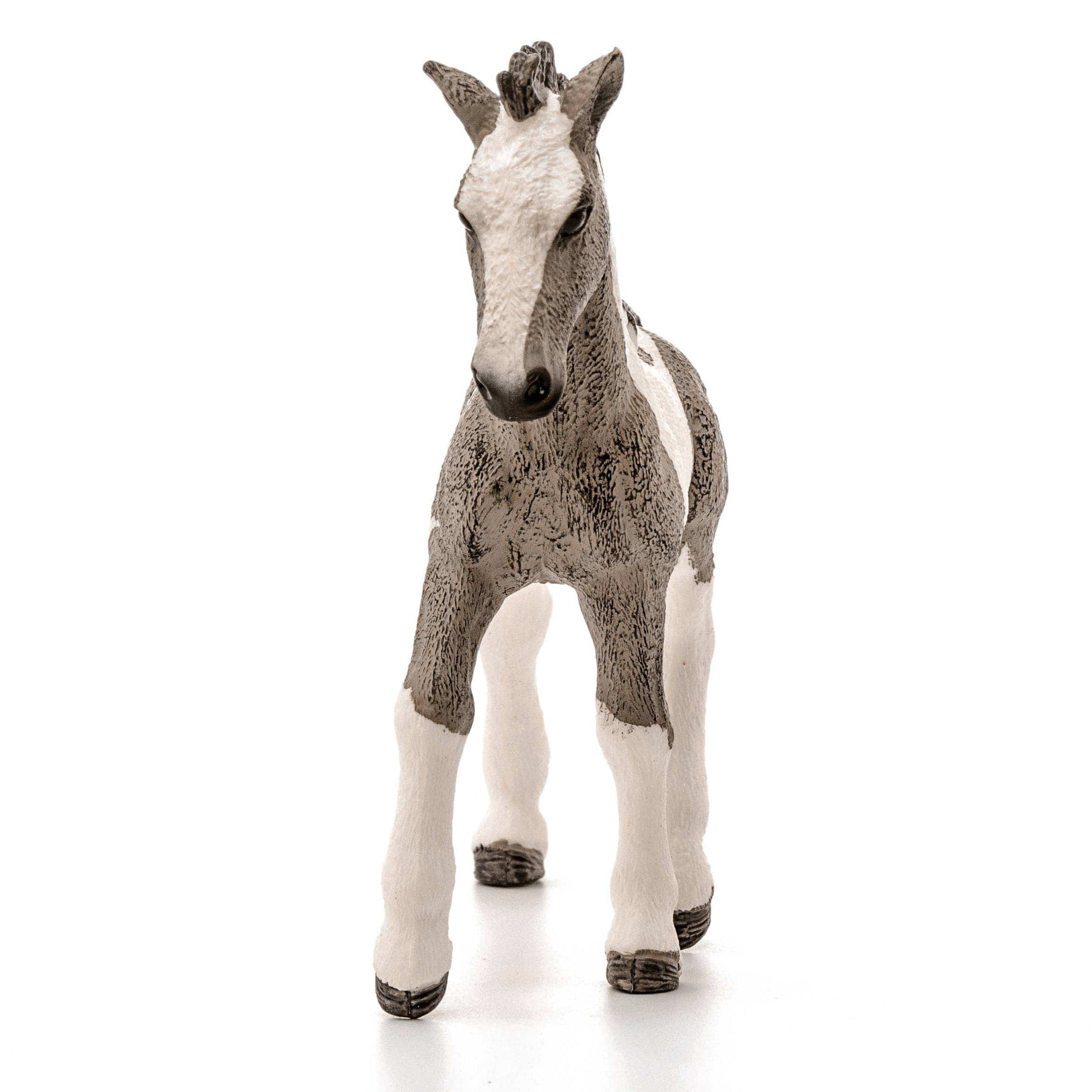 Tinker Foal