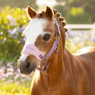 LeMieux Mini Vogue Halter & Leadrope