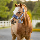 LeMieux Mini Vogue Halter & Leadrope