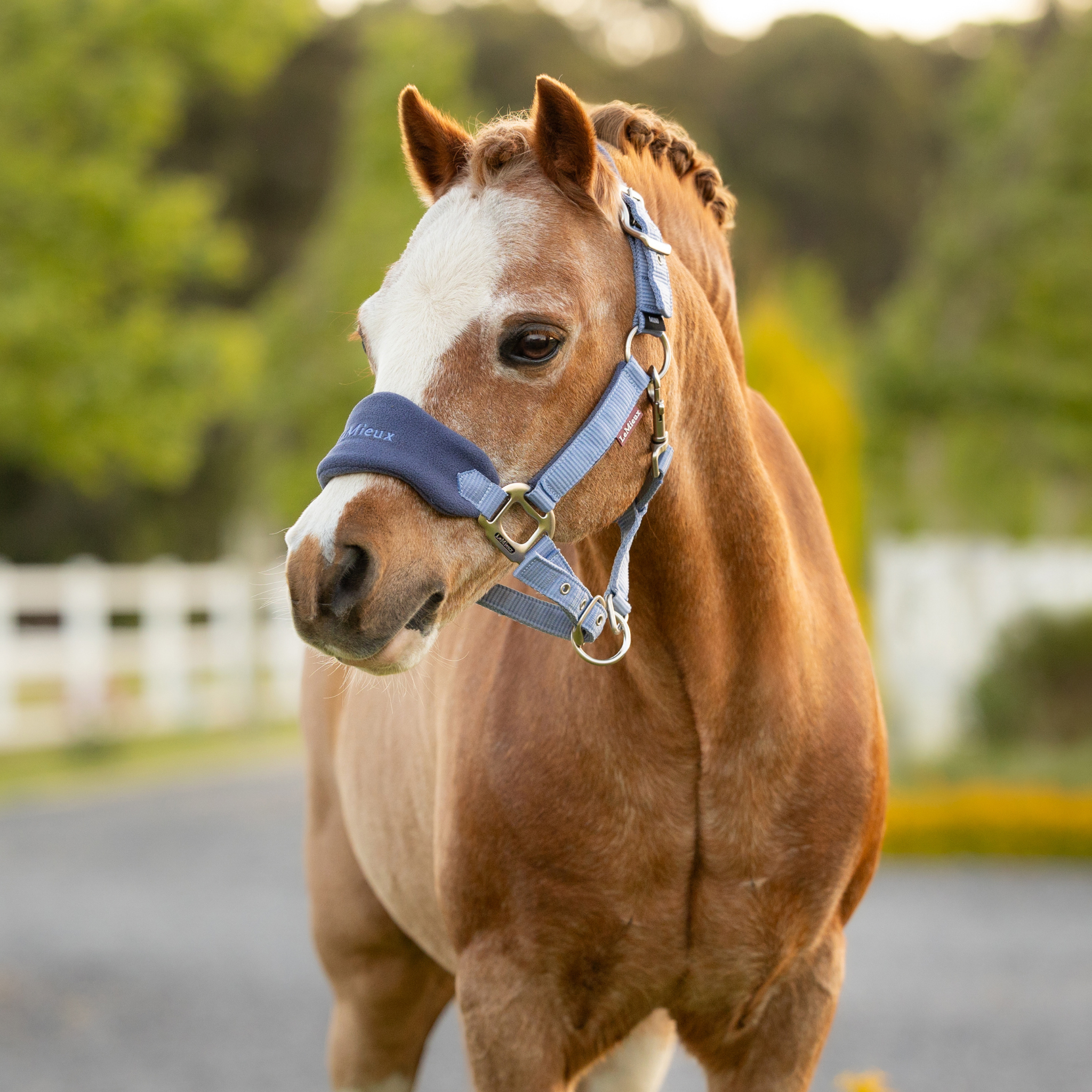 LeMieux Mini Vogue Halter & Leadrope