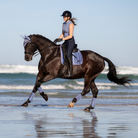 LeMieux Loire Classic Square Dressage Pad