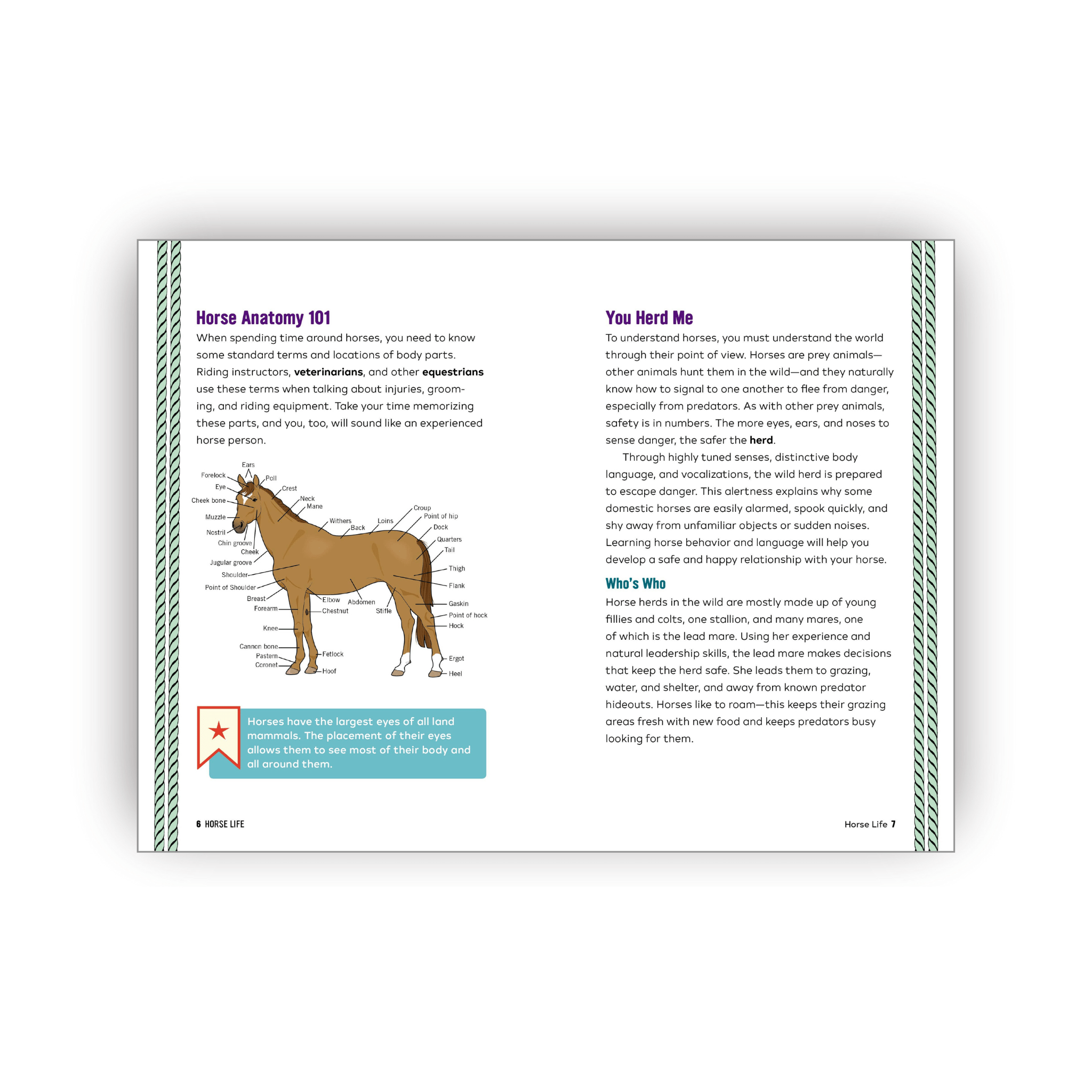 Educational poster about horse anatomy with a horse illustration on a white background