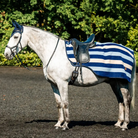 White horse wearing a blue and white striped saddle blanket on a paved path with greenery in the background