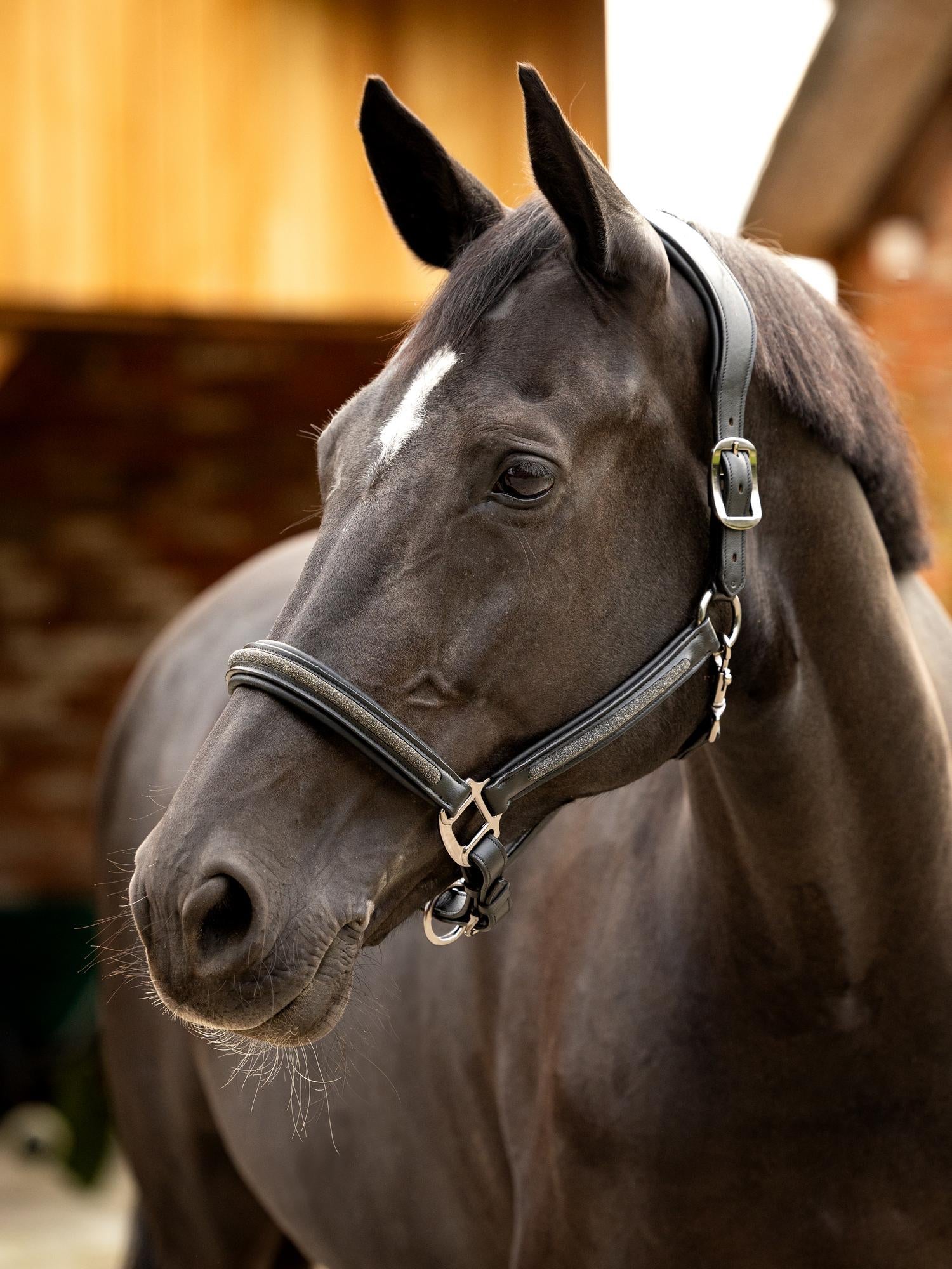 Brown horse wearing a bridle with a blurred wooden background
