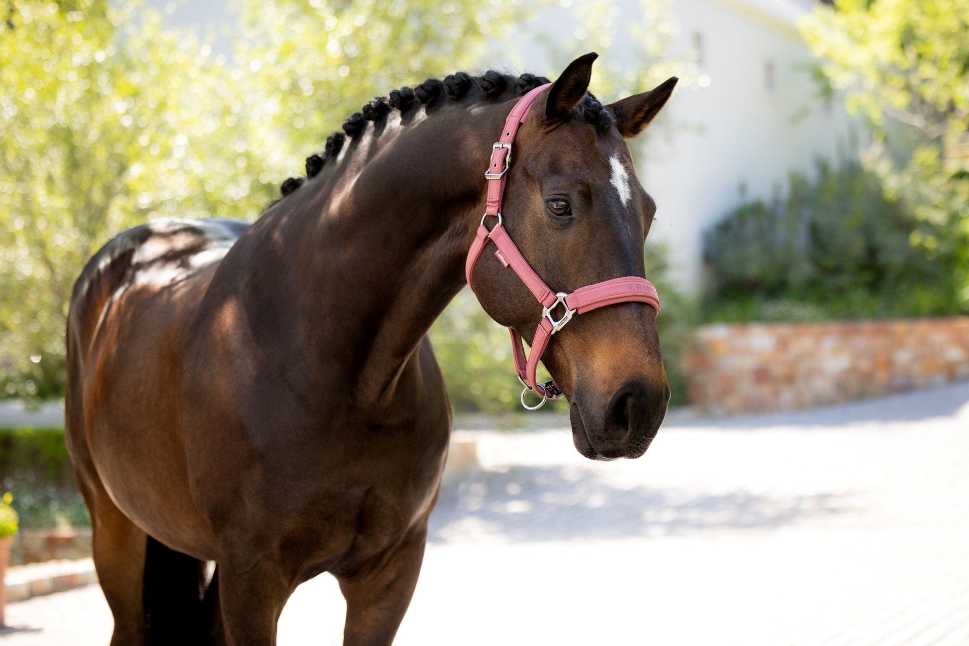 LeMieux Finesse Halter - Rosewood