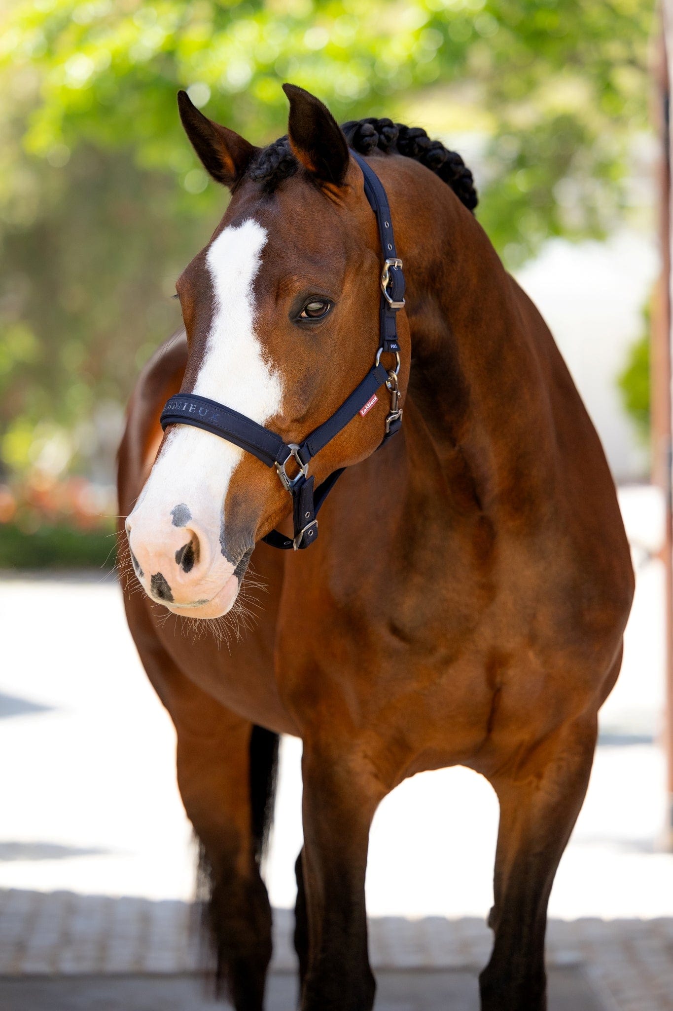 LeMieux Finesse Halter - Navy