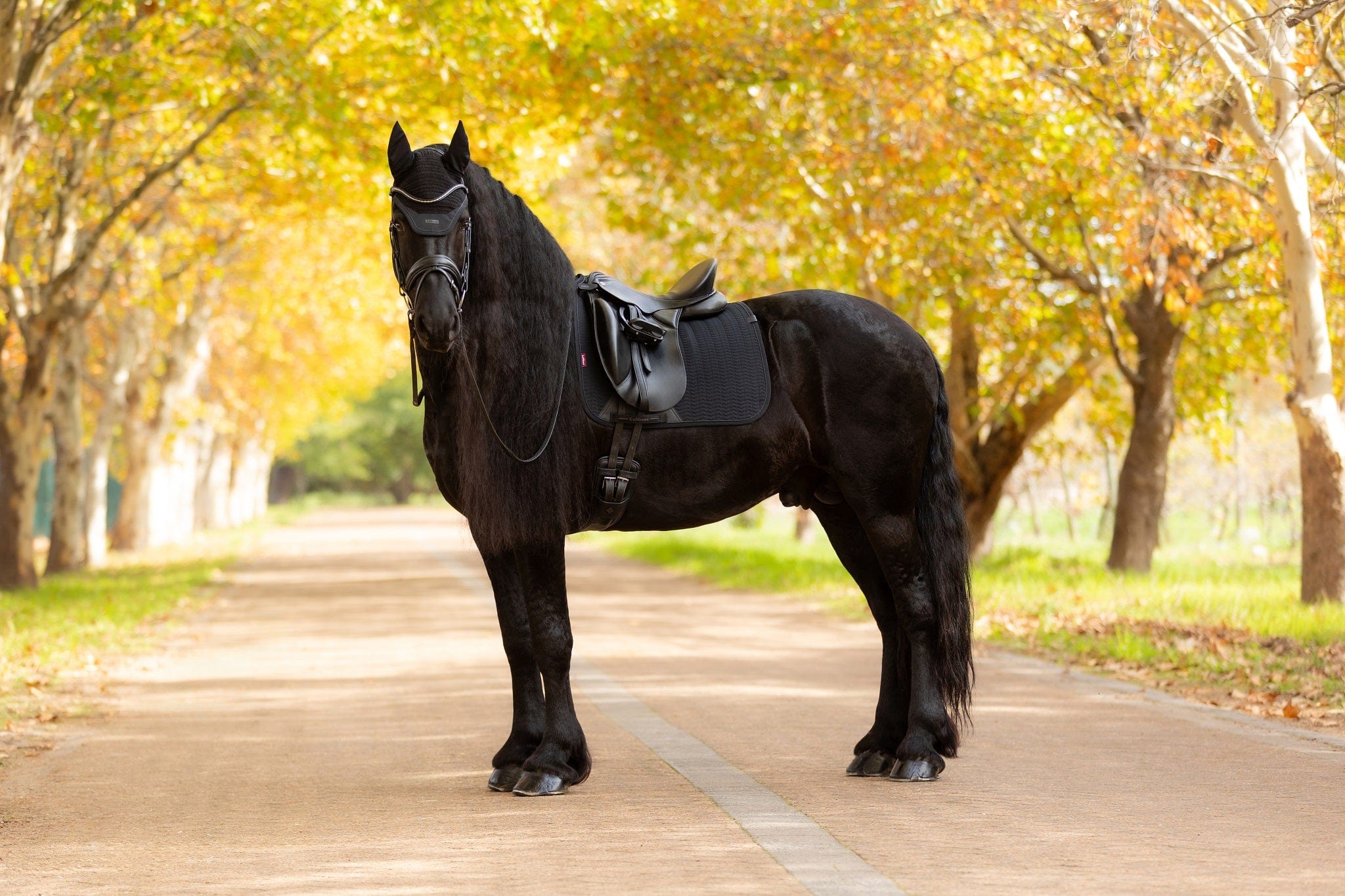 LeMieux Essence Dressage Square Pad