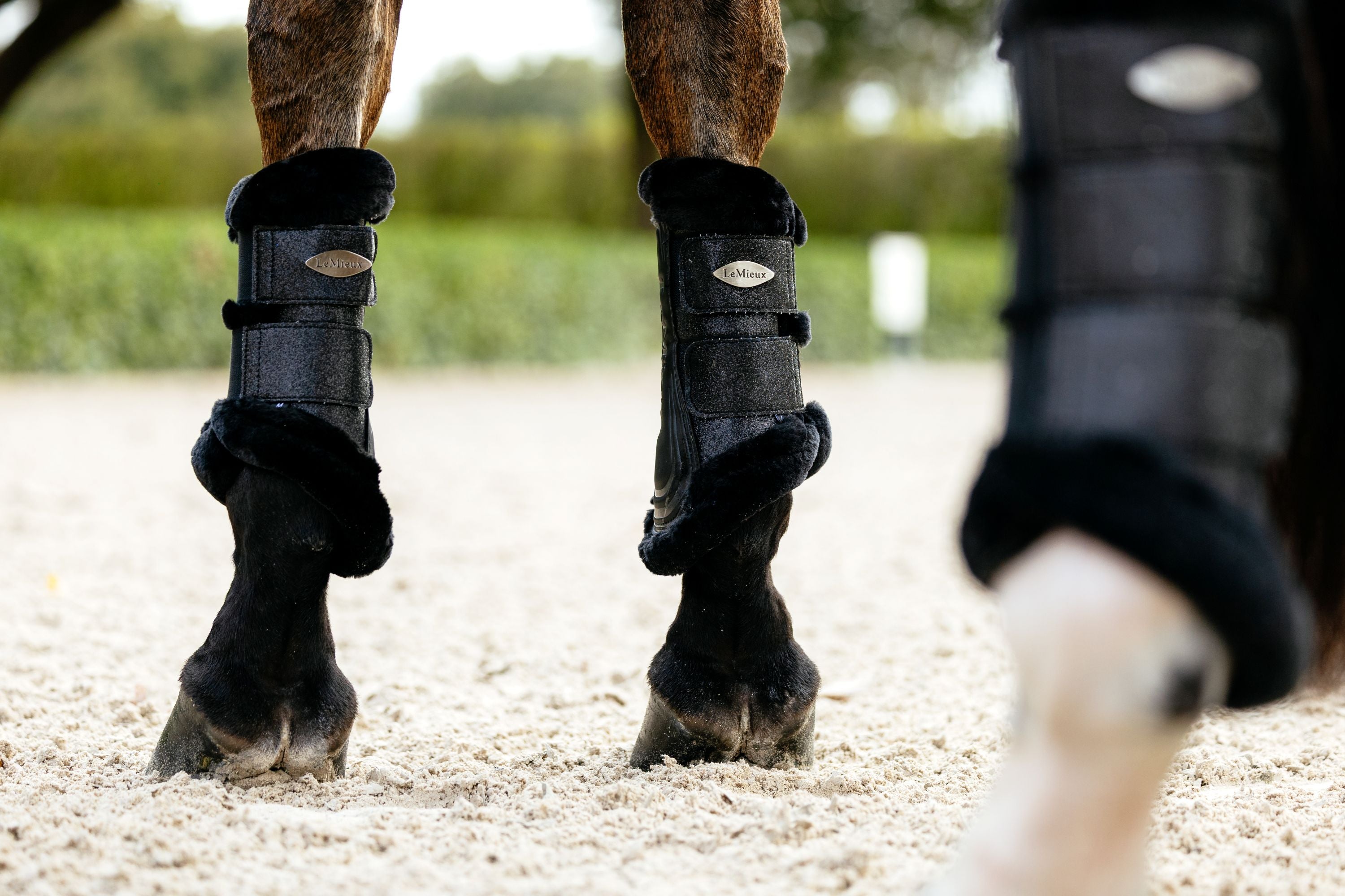 Horse legs wearing protective leg wraps on a sandy surface with a blurred natural background