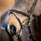 Close-up of a horse's head wearing a bridle with a blurred background