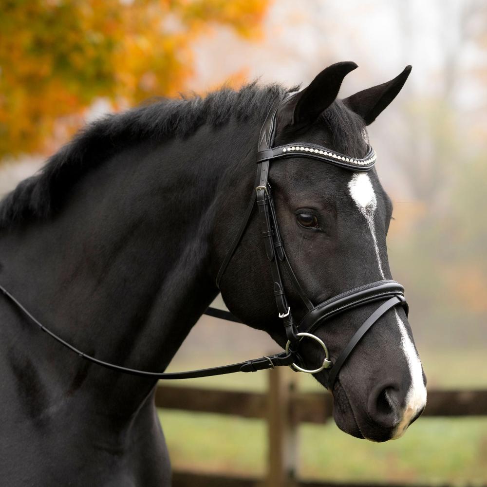 Black Oak Magnolia Snaffle Bridle - Horse