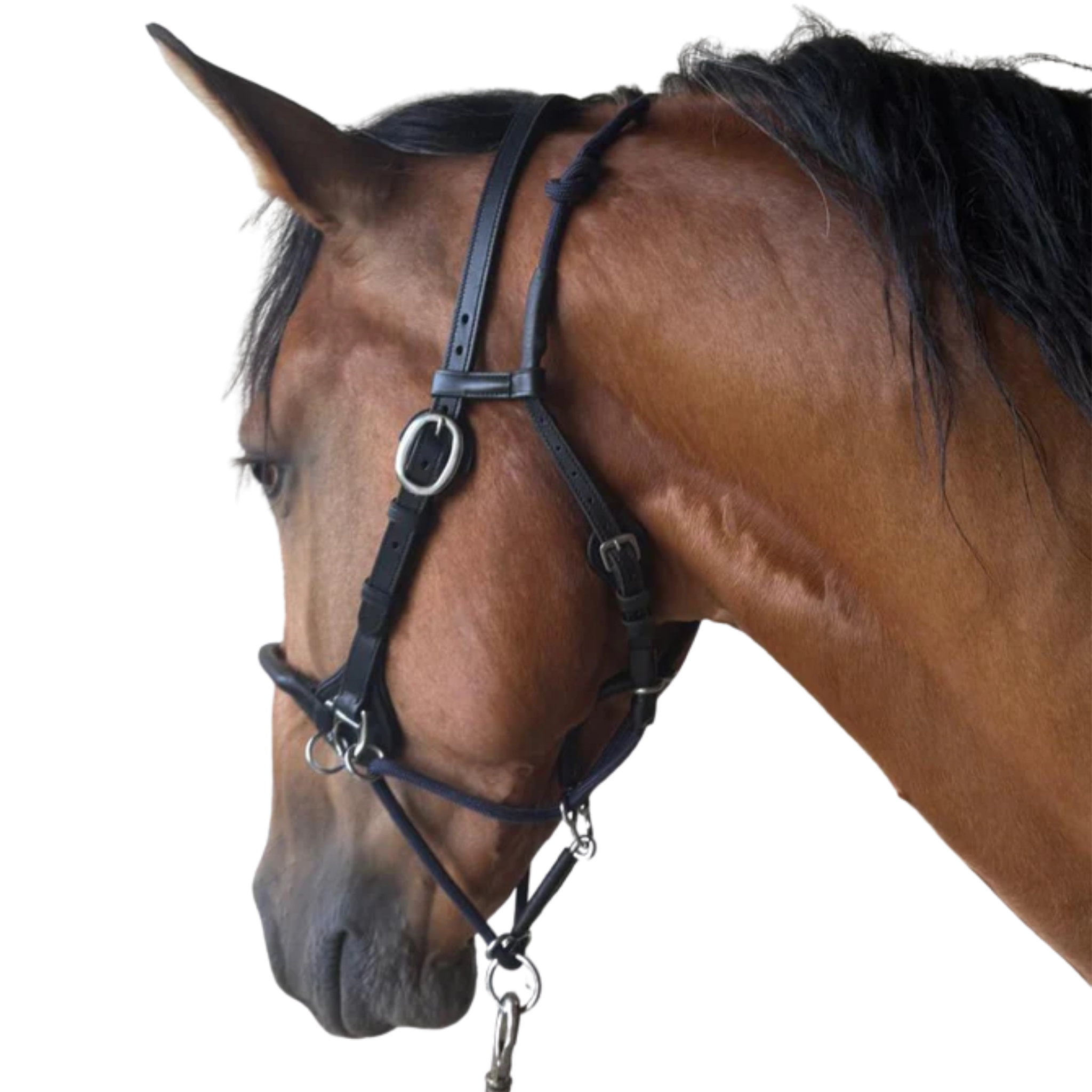 Zentora JP Com'Along Leading Halter