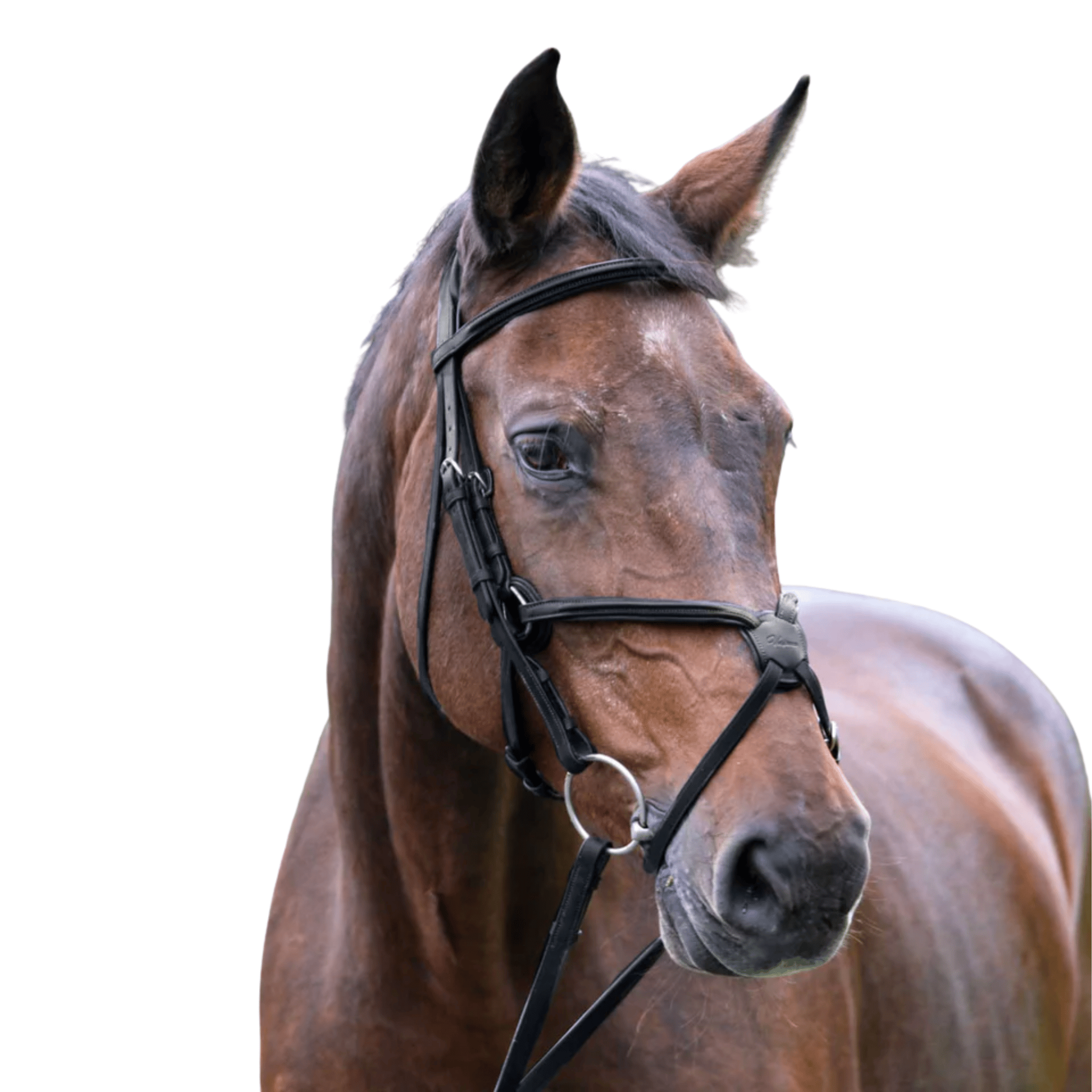 Vespucci Figure 8 Bridle