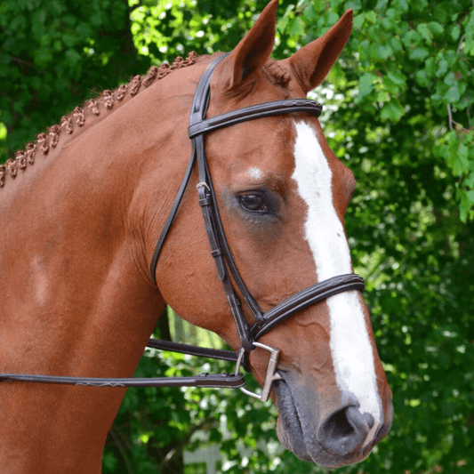 Black Oak Aster Hunter Bridle - Pony