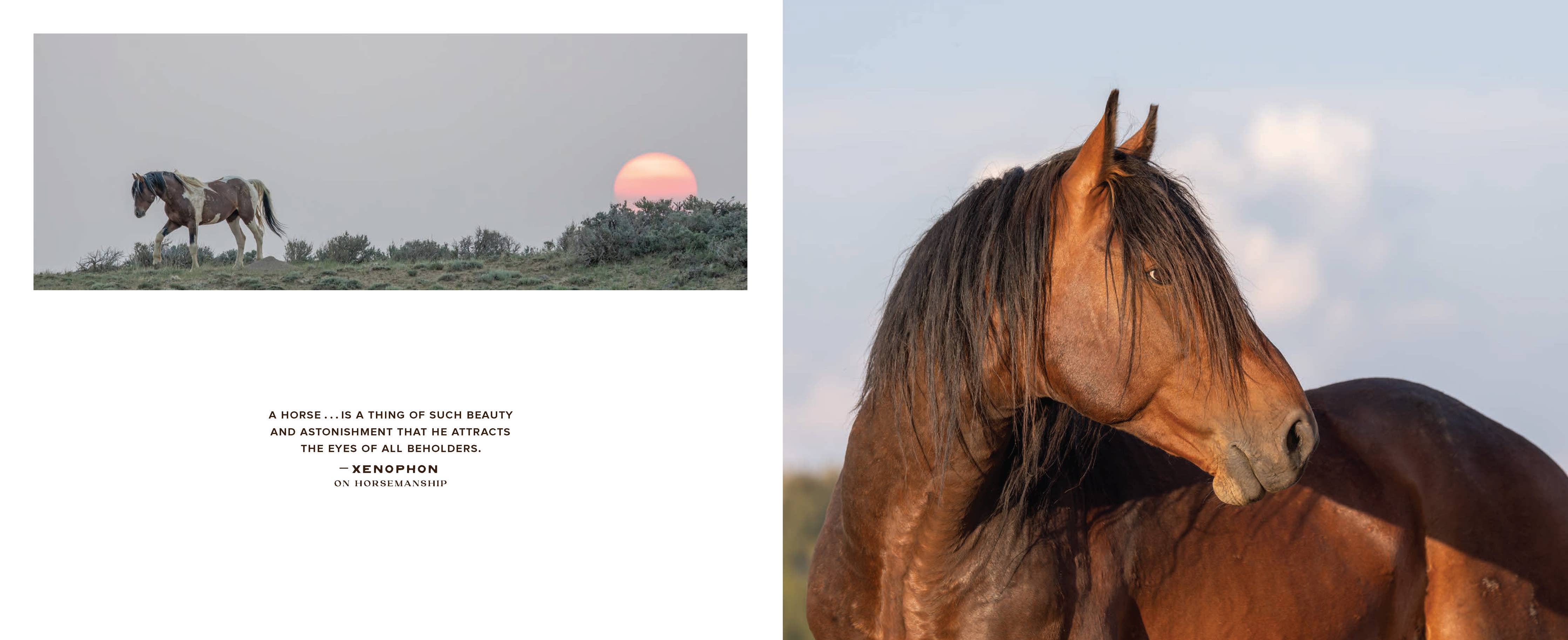 Wild Horse Effect Book
