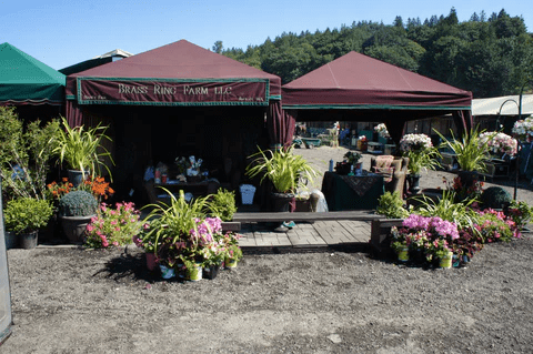 A garden market stall with plants, flowers, and a canopy tent on a sunny day.