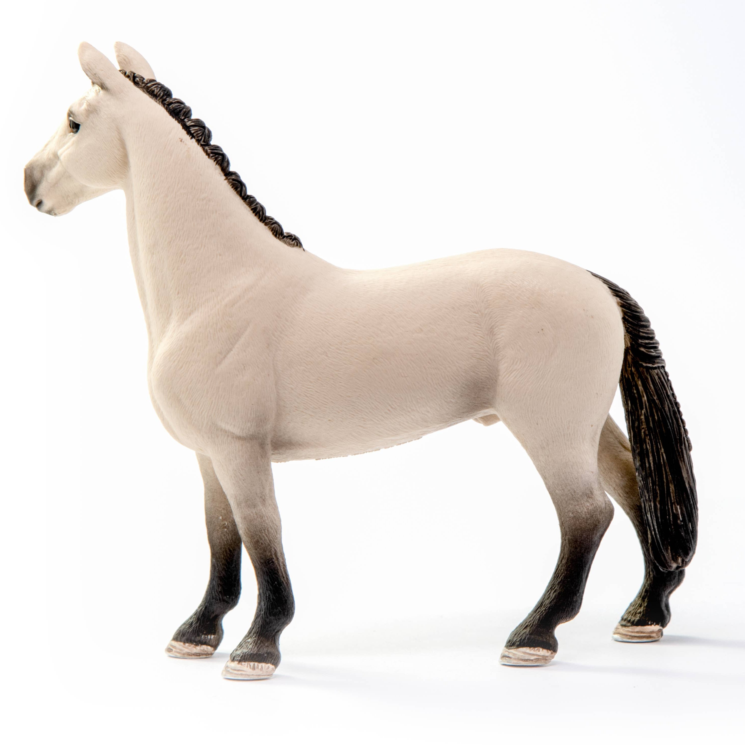 Red Dun Hannoverian Gelding 