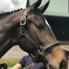 Walsh British Halter with Throat Snap