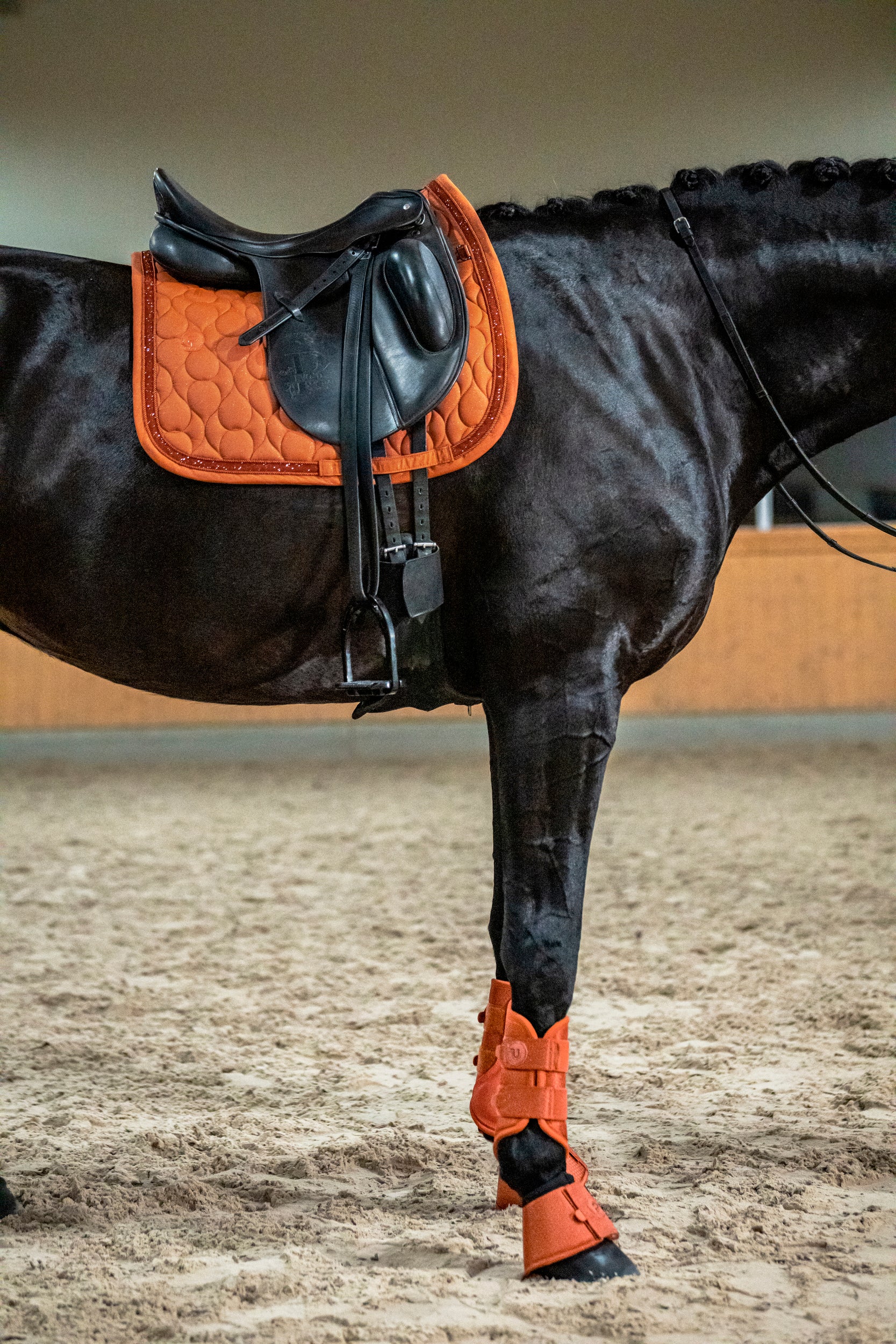 Horse with a saddle and brown leg wraps in an indoor arena