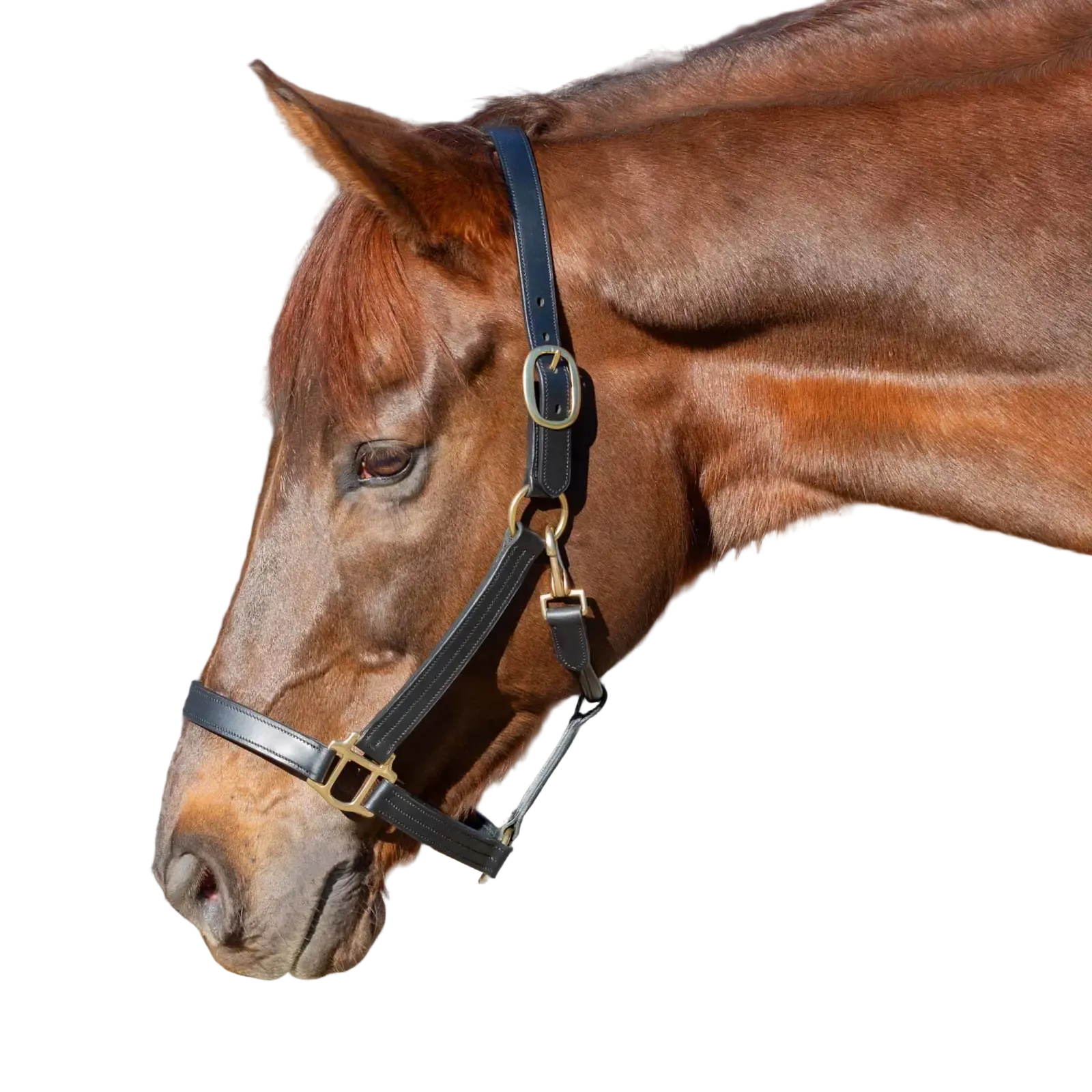 Equinavia Valkyrie Classic Leather Halter