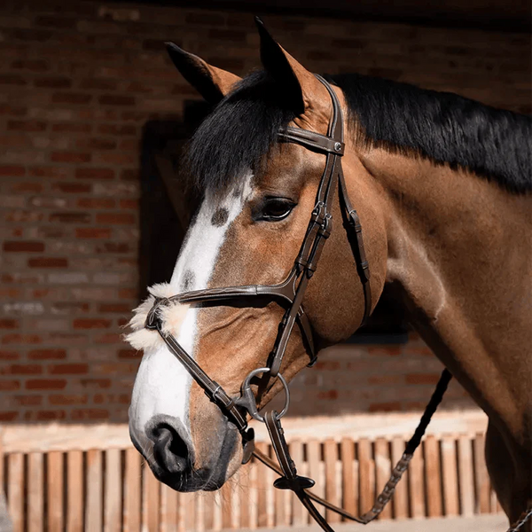 Horse Gear/Clothing