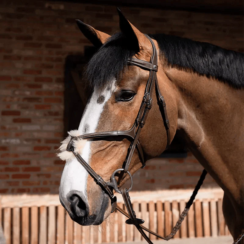 Horse Gear/Clothing