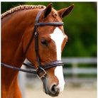 Black Oak Tupelo Bridle on horse
