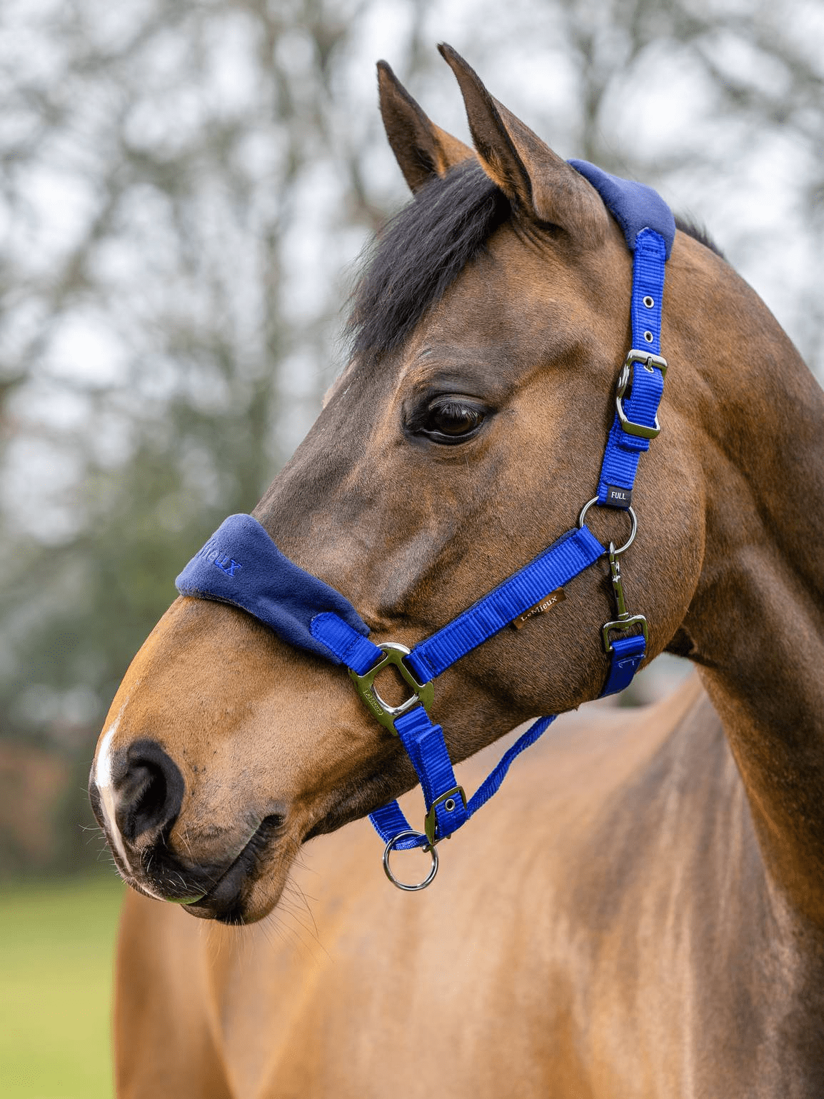 LeMieux Vogue Halter & Leadrope - Royal Blue