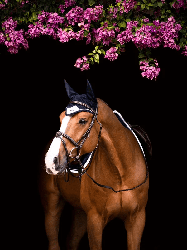 equestrian stockholm ear bonnet - midnight white edge on chestnut horse